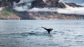 Whale Watching on the round trip in Iceland with the camper: The river of a whale stands in front of a mountain scenery from the sea