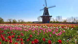Mühle in Tulpenfeld am Keukenhof beim Campen in Holland