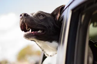 A dog stretches his head out of the window of a driving car.